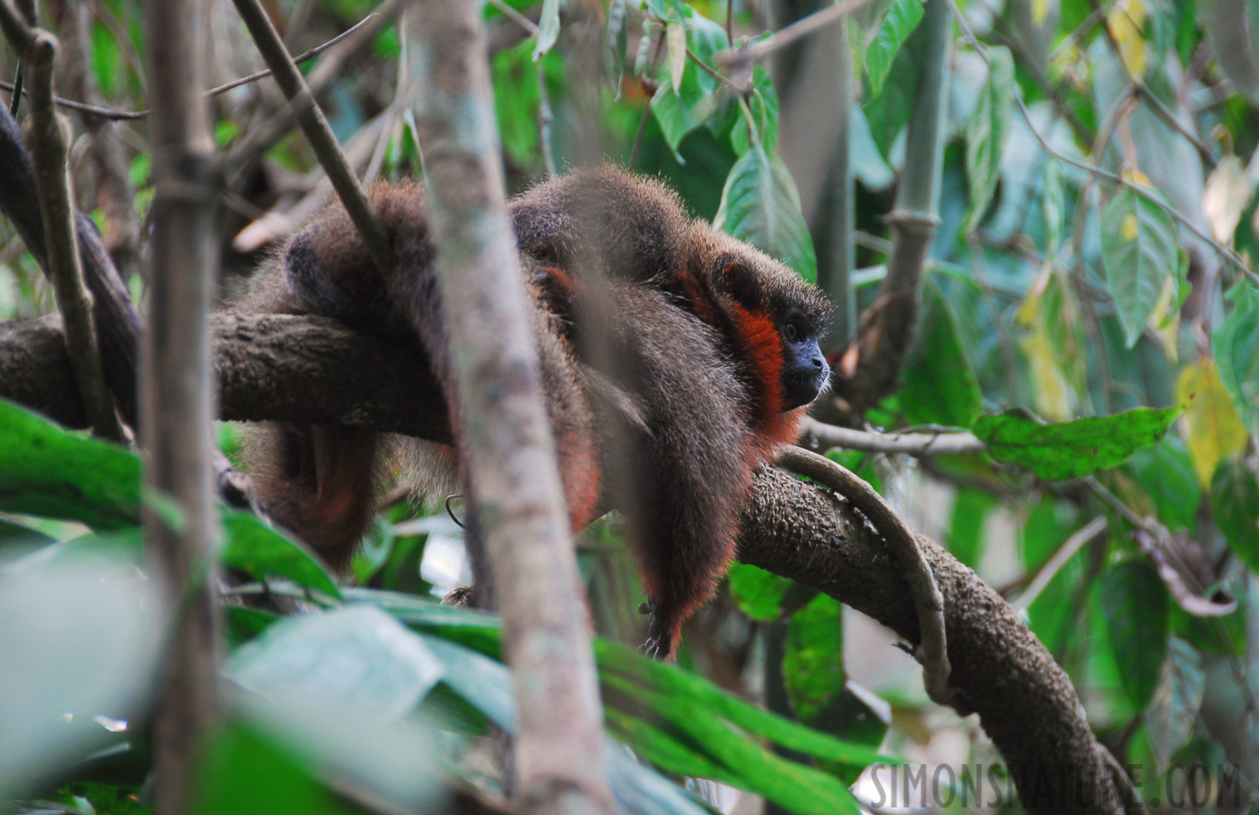 Callicebus moloch [200 mm, 1/30 sec at f / 5.6, ISO 360]